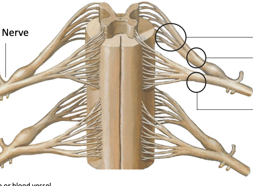 <p>Order of structures associated with spinal nerve starting with Rootlets</p>