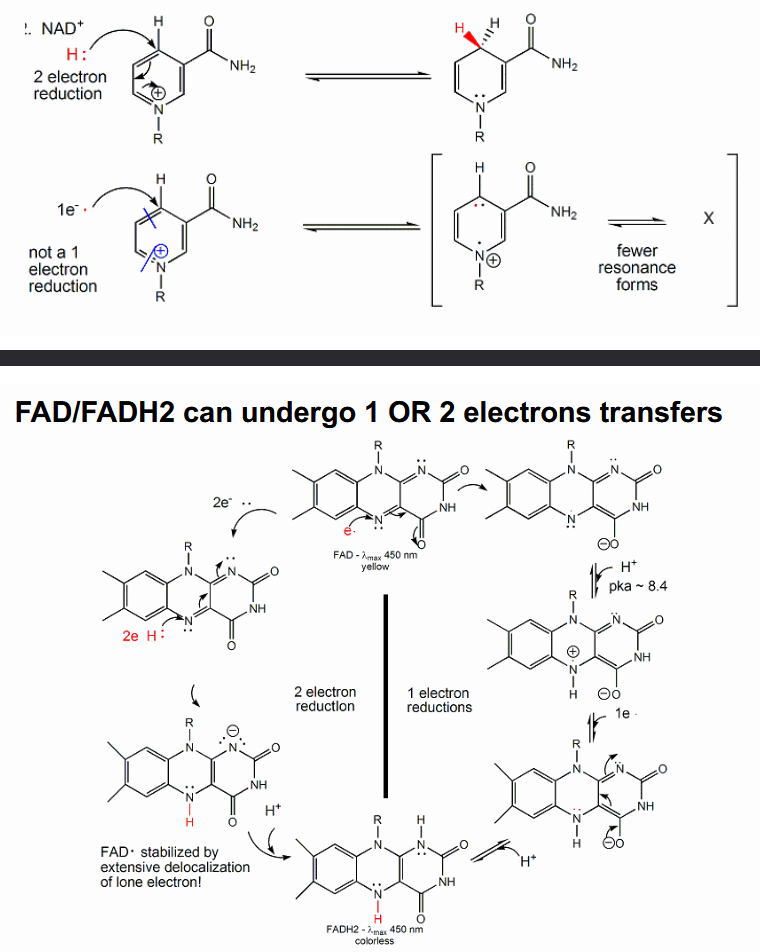 <p>FAD has a m ore positive reduction potential than NAD+ and is a stronger oxidizing agent.</p><p>All NAD+/NADH reactions in the cell involve 2 electron hydride transfers; FAD/FADH2 can undergo 1 OR 2 electrons transfers (resonance)</p><p>Flavins can be held tightly by the enzymes so the cell is not generating a diffusible reactive species</p>