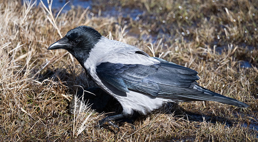 <p>grå rygg och buk, svart, svarta ögon</p>