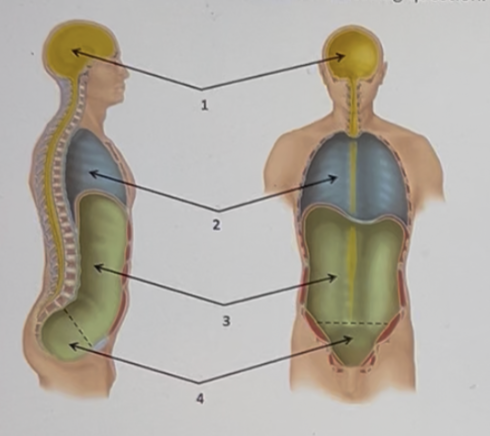 <p>Using the image below to answer the following question: List one organ that can be found in body cavity labeled 4. </p>
