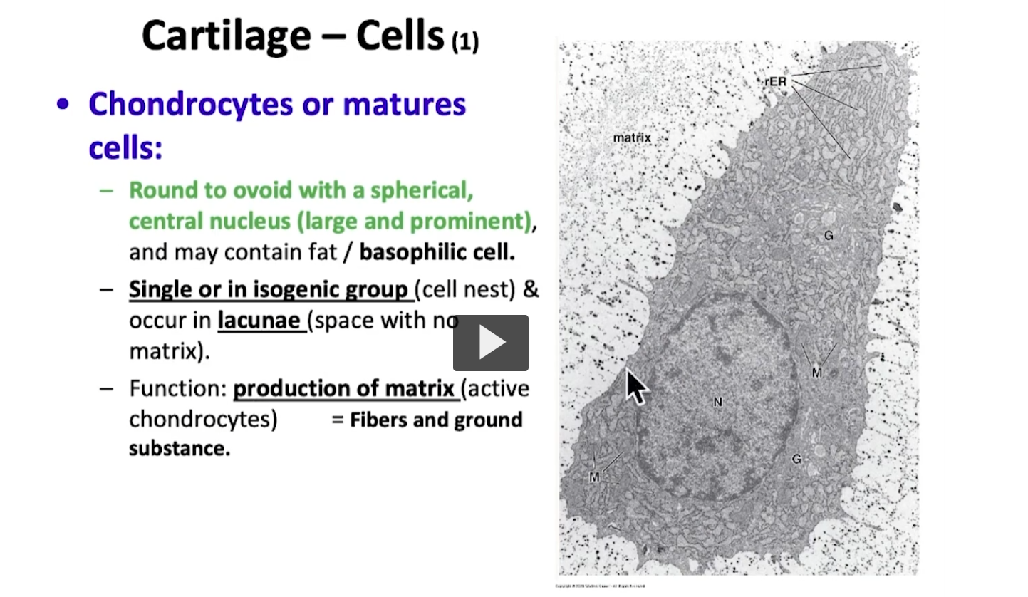 <p>Cartilage is made of up chondrocytes and chondroblasts. The principal cell of mature cartilage tissue is the chondrocyte. </p><p>Because of its function to synthesize the extracelluar matrix of cartilage tissue </p>