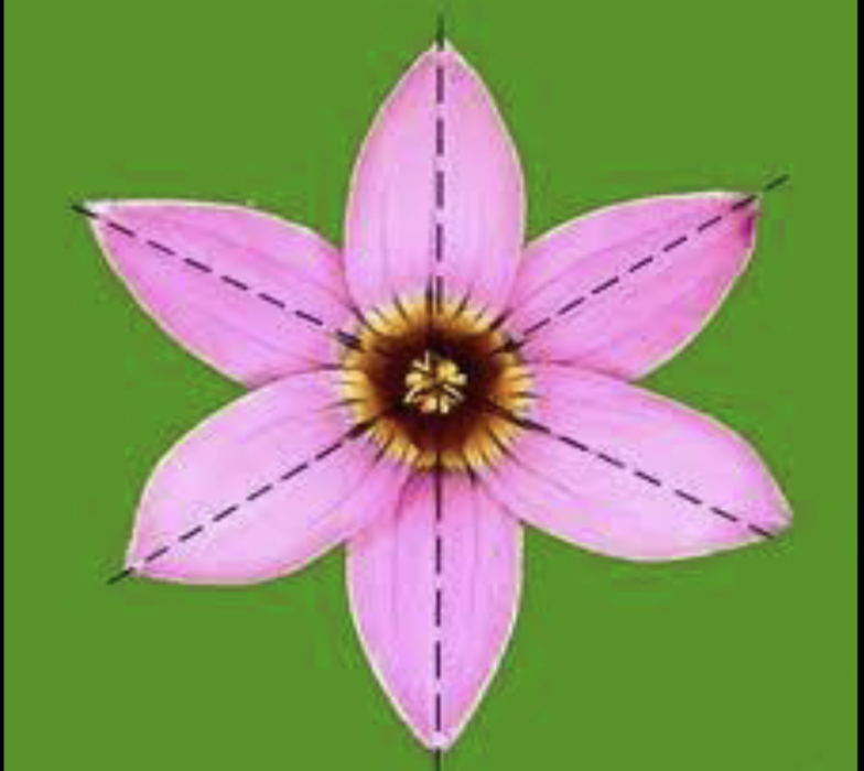 <p>Capable of being divided into equal halves along any diameter</p>