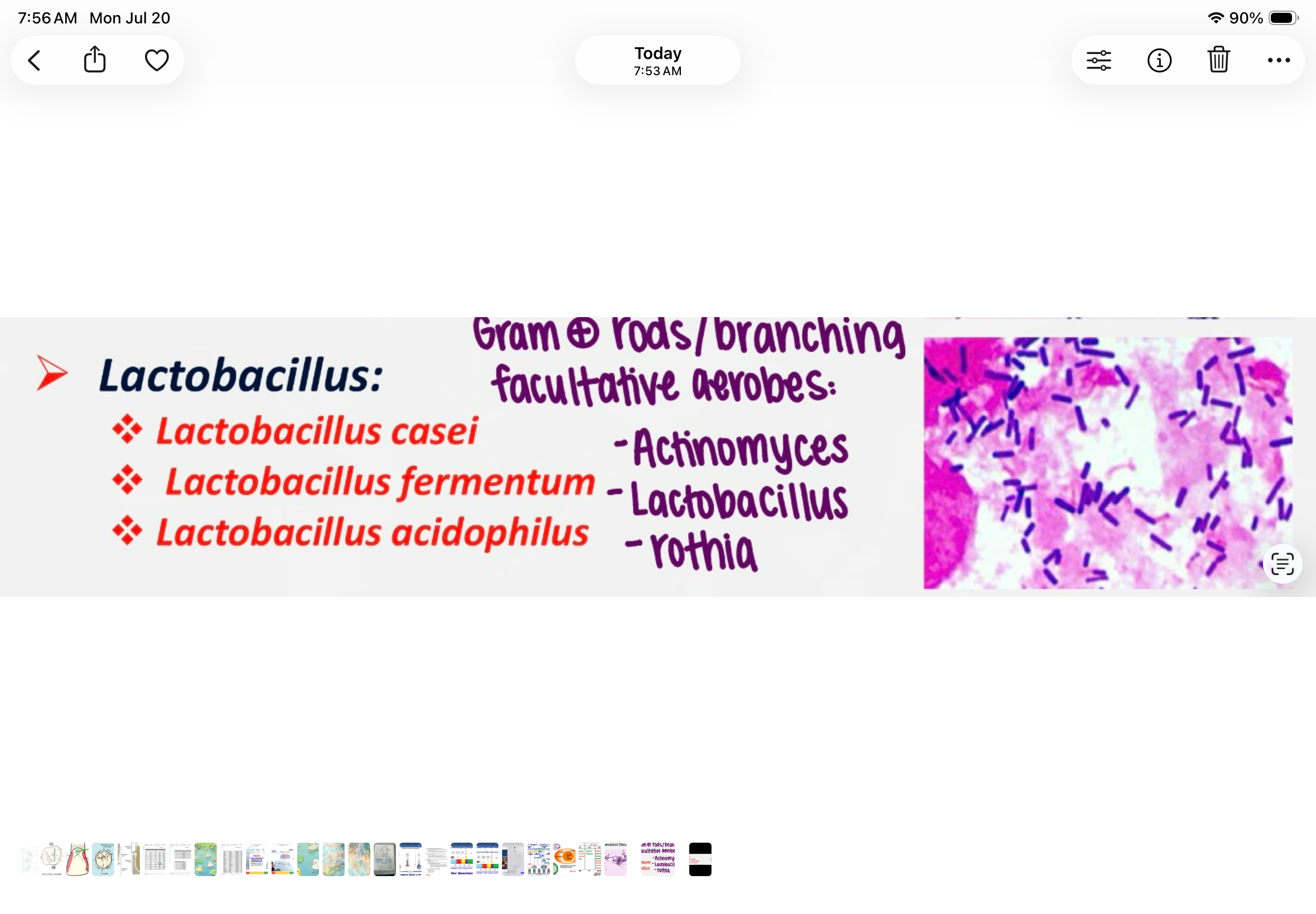 <p>gram positive, rods, facultative aerobe</p>