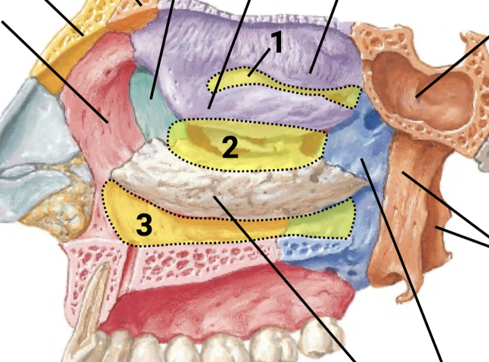 <p>Know the bones of the lateral wall of the nasal cavity. What are the three labeled recesses?</p>