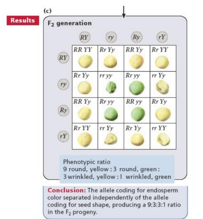 <p>Alleles coding for different traits separate independently.</p><ul><li><p>relates to two or more genes</p></li><li><p>random independent assortment between alleles</p></li></ul><p></p>