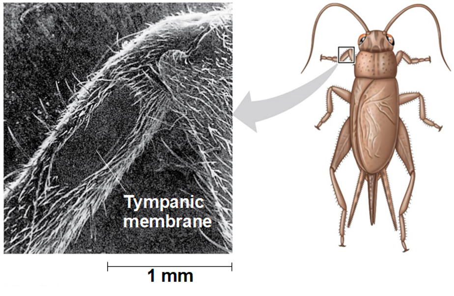 <p>Tympanic Membrane</p>