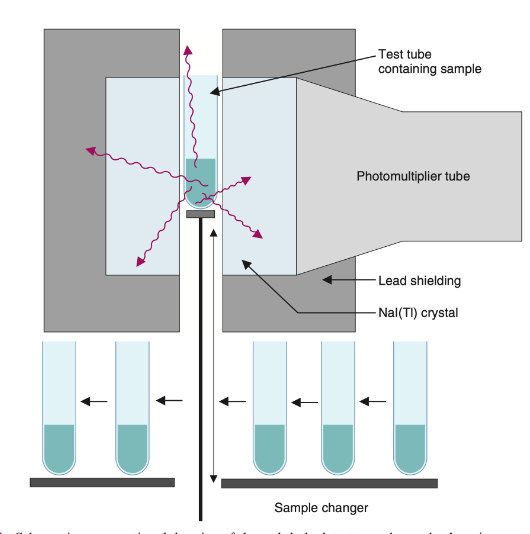 <p>Automated sample changers go into the detector; sample and blank vials are alternated to automatically record background counting rates</p>