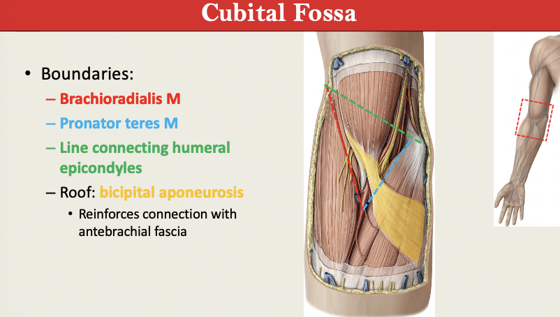 <p>BOUNDARIES: Brachioradialis, Pronator Teres, Line connecting HUMERAL epicondyles, Bicipital Aponeurosis</p><p></p><p>CONTENTS: Median Cubital V, Tenodn of Biceps Brachii, Median N, Brachial A + Terminal Ulnar + Radial Branch</p>