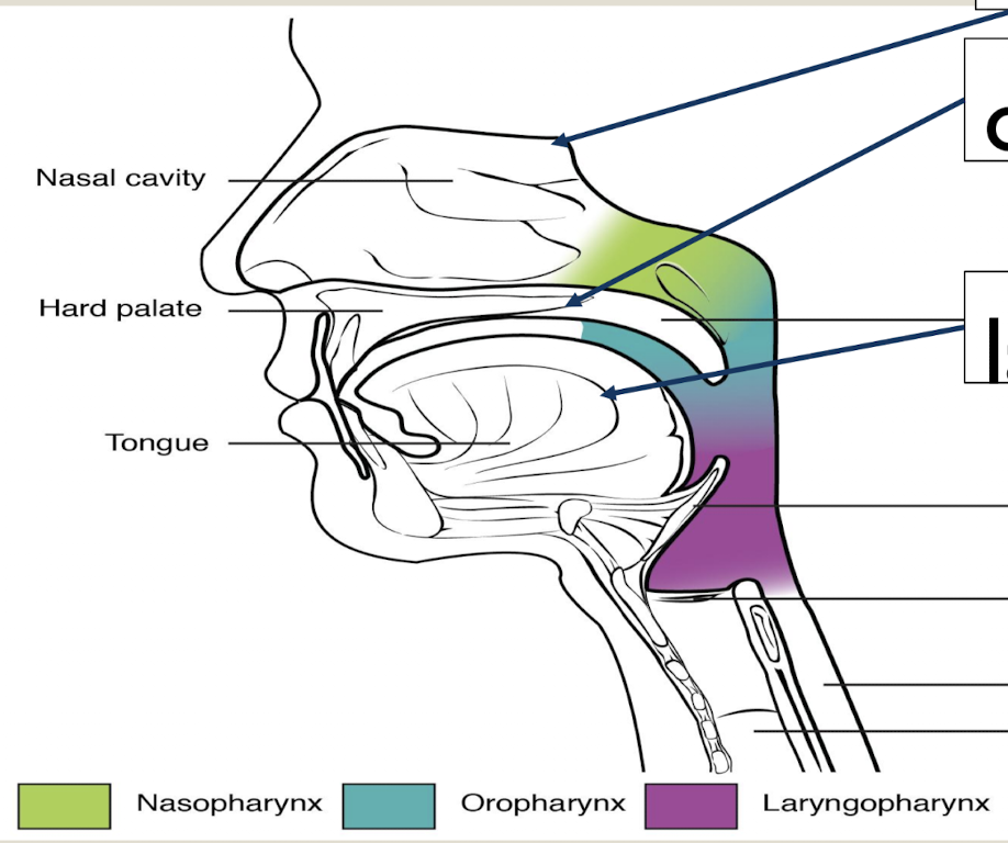 <p>Pharynx</p>