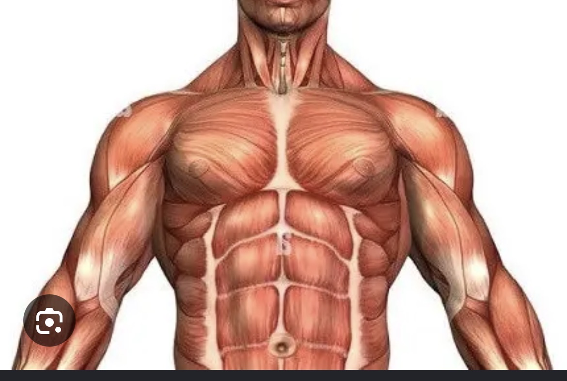 <p>Muscle</p>