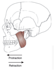 <p>anterior movement of the mandible in a horizontal plane</p>