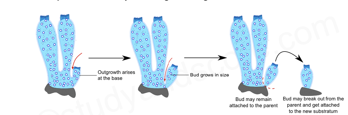 <p>sponge aseuxal reproduction </p>