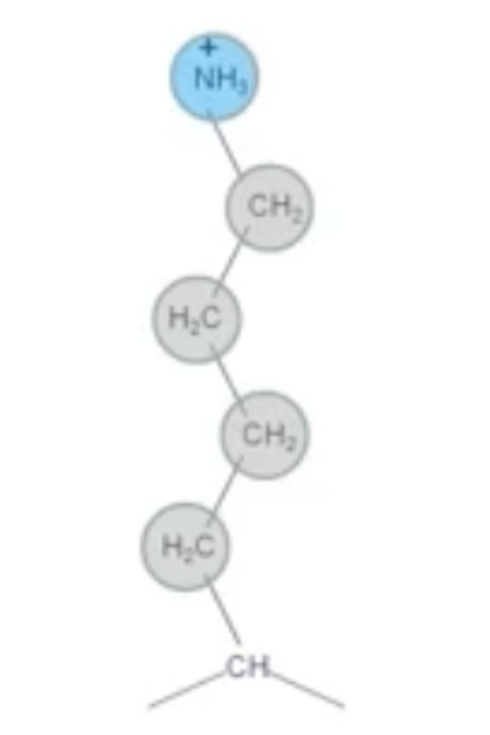 <p>K<br>Polar, Positive, Basic (NH3+)</p>