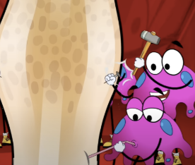 <ul><li><p>The body enters this phase by sending osteoclasts to breakdown and absorb the extra tissues formed earlier </p></li></ul><p></p>