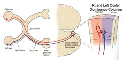 <p>- The tendency of some visual cortex neurons to respond more strongly to input from one eye.</p><p>- Experience can influence the development of ocular dominance columns.</p>