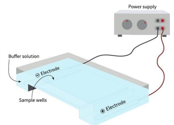 <ul><li><p>Uses electricity to move molecules through a semisolid medium to separate DNA by size + charge</p></li><li><p>helps identify key features of DNA</p></li><li><p>DNA profiling</p></li></ul><p></p>