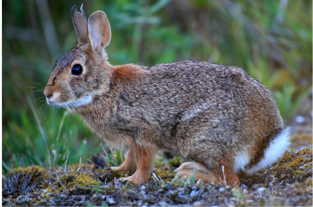 <p>Range, diet, habitat</p>