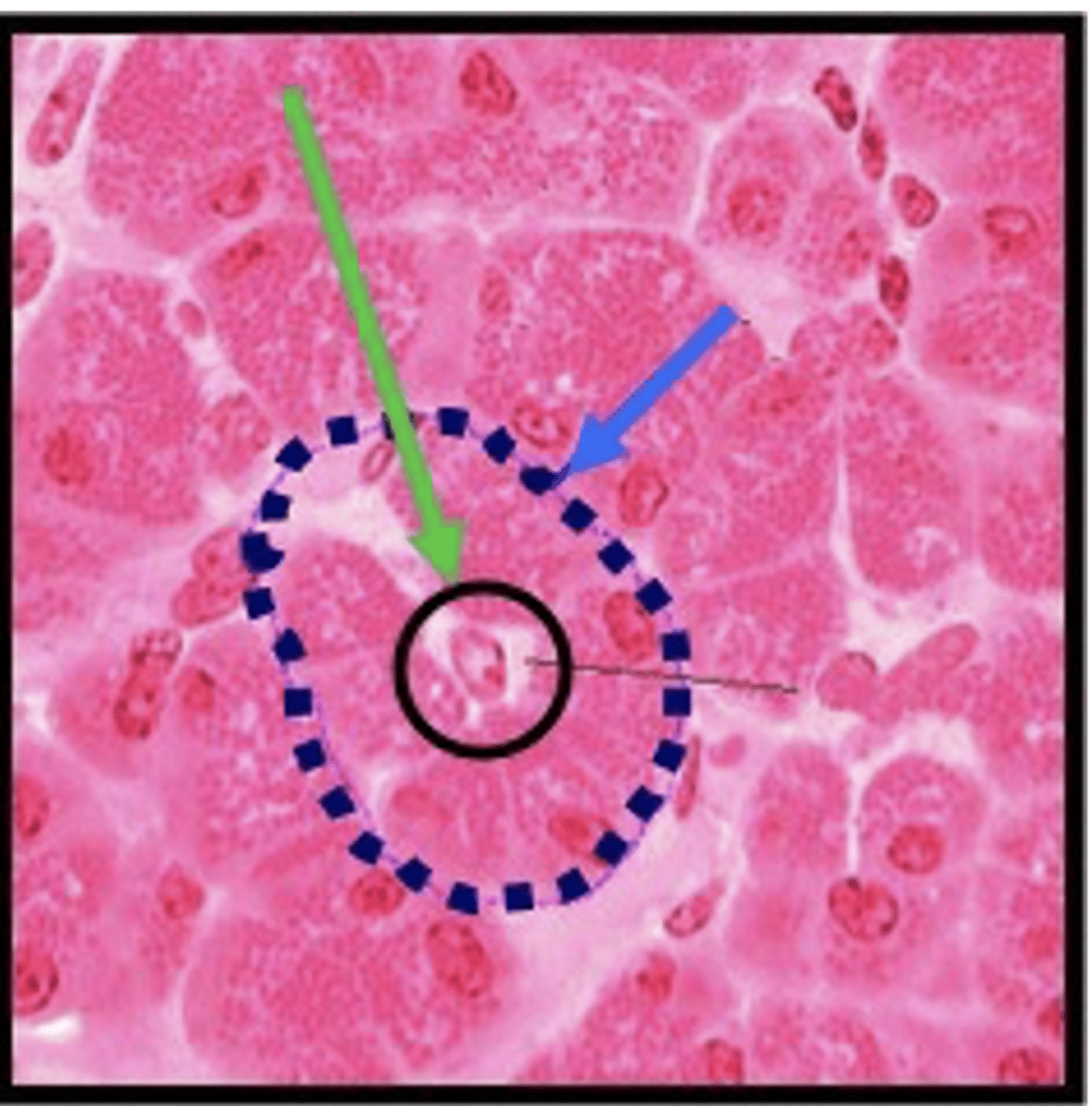 <p>Identify the cell</p>