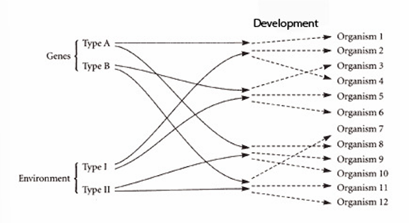 <p>two genotypes (A &amp; B), 2 environments (1 &amp; 2)</p><ul><li><p>each genotype can interact with each environment</p></li><li><p>as a result, there are 12 possible resulting phenotypes</p></li></ul><p></p>