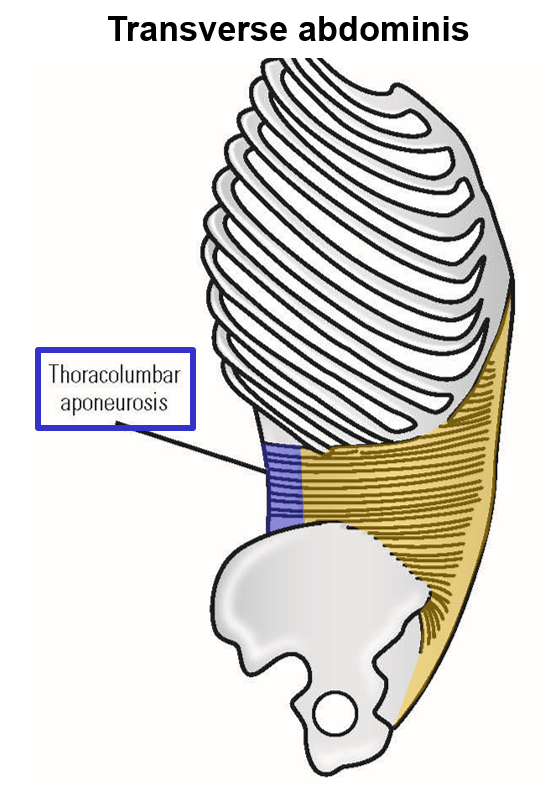 <p><span>–<u>Origin</u>: lower rib cage, thoracolumbar aponeurosis, iliac crest</span></p><p>–<span><u>Insertion</u>: linea alba</span></p><ul><li><p style="text-align: left;"><span><u>Deepest layer</u> of lateral abdominal wall muscles</span></p></li><li><p style="text-align: left;"><span>Muscle fibers run in <u>transverse</u> (horizontal) direction</span></p></li></ul><p></p>