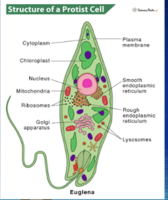 <p>Why and how do protists show structural and functional diversity? (physical features wise) </p>