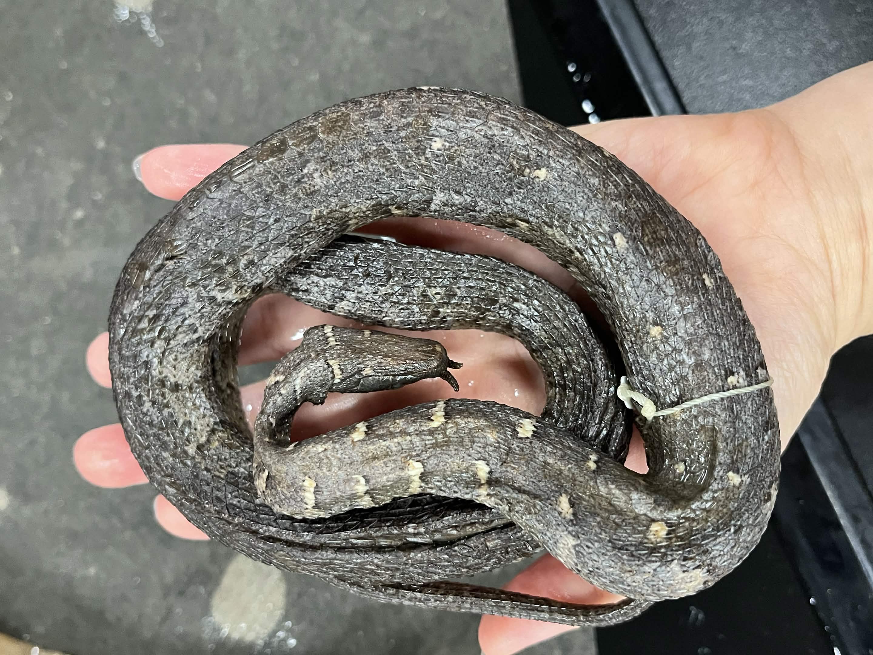 <p>Infraorder + Super Family + Family?</p>