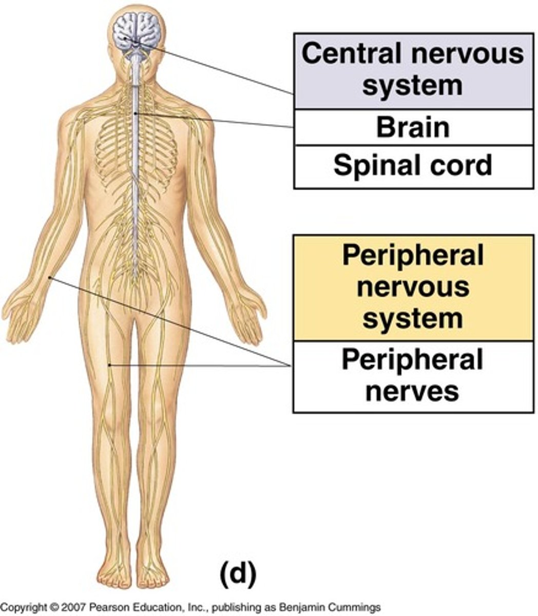 <p>(D) Brain & Spinal Cord</p><p>The central nervous system is also broken down into two parts: The Brain and Spinal Cord.</p>