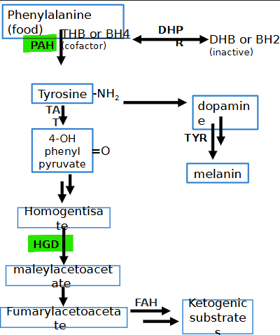 <ul><li><p>phenylalanine hydroxylase (PAH) *BH4</p></li><li><p>musty odor, eczema, neuro disabilities, tremors</p></li><li><p>low tyrosine/melanin, high phenylalanine/phenyl ketones</p></li></ul><p></p>
