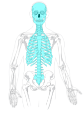 <p>bones at the core of the endoskeleton like the skull, vertebral column, and rib cage</p>