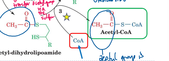 <p>CoA attacks the acetyl group in Acetyl-dihydrolipoamide, creating dihydrolipoamide and Acetyl CoA.</p>