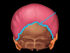<p>the suture between the occipital and parietal bones</p>