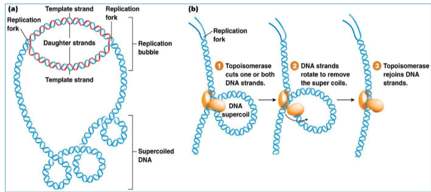 <p>Topoisomerase</p>