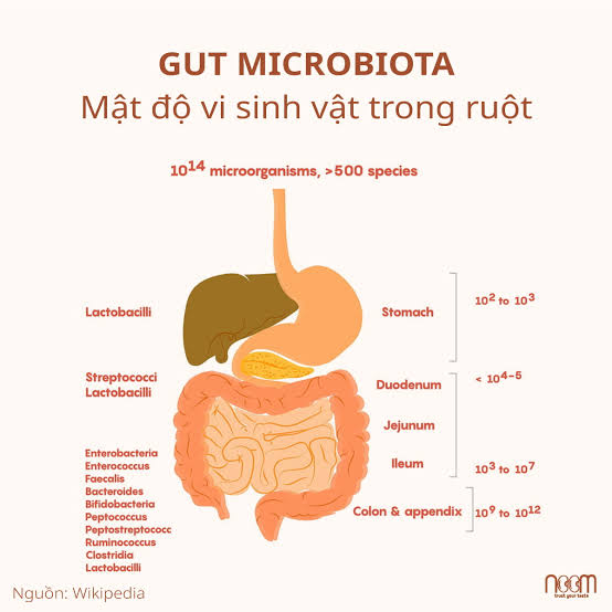 <p>ruột</p>
