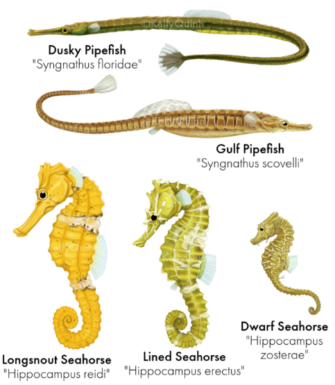 <p>Tubular, bony snouts</p>