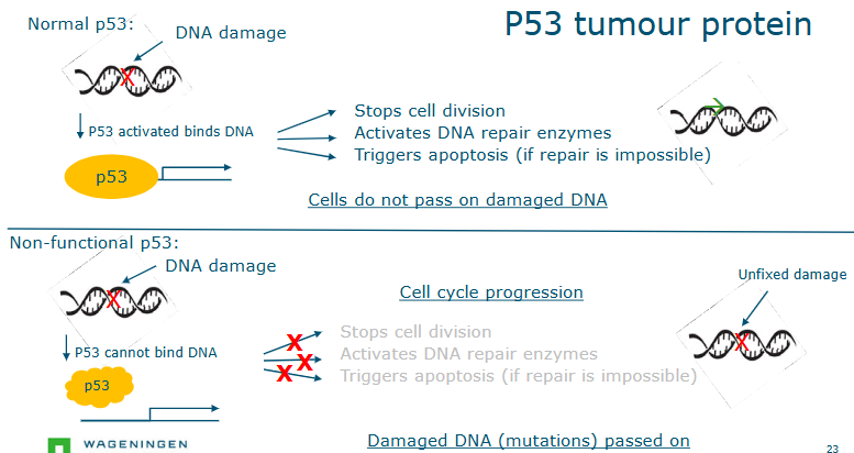 <p>normal —> can bind to damaged DNA</p><ul><li><p>stops cell division </p></li></ul><p>non functional —> cannot bind to damaged DNA</p><ul><li><p>cell cycle progresses</p></li></ul><p></p>