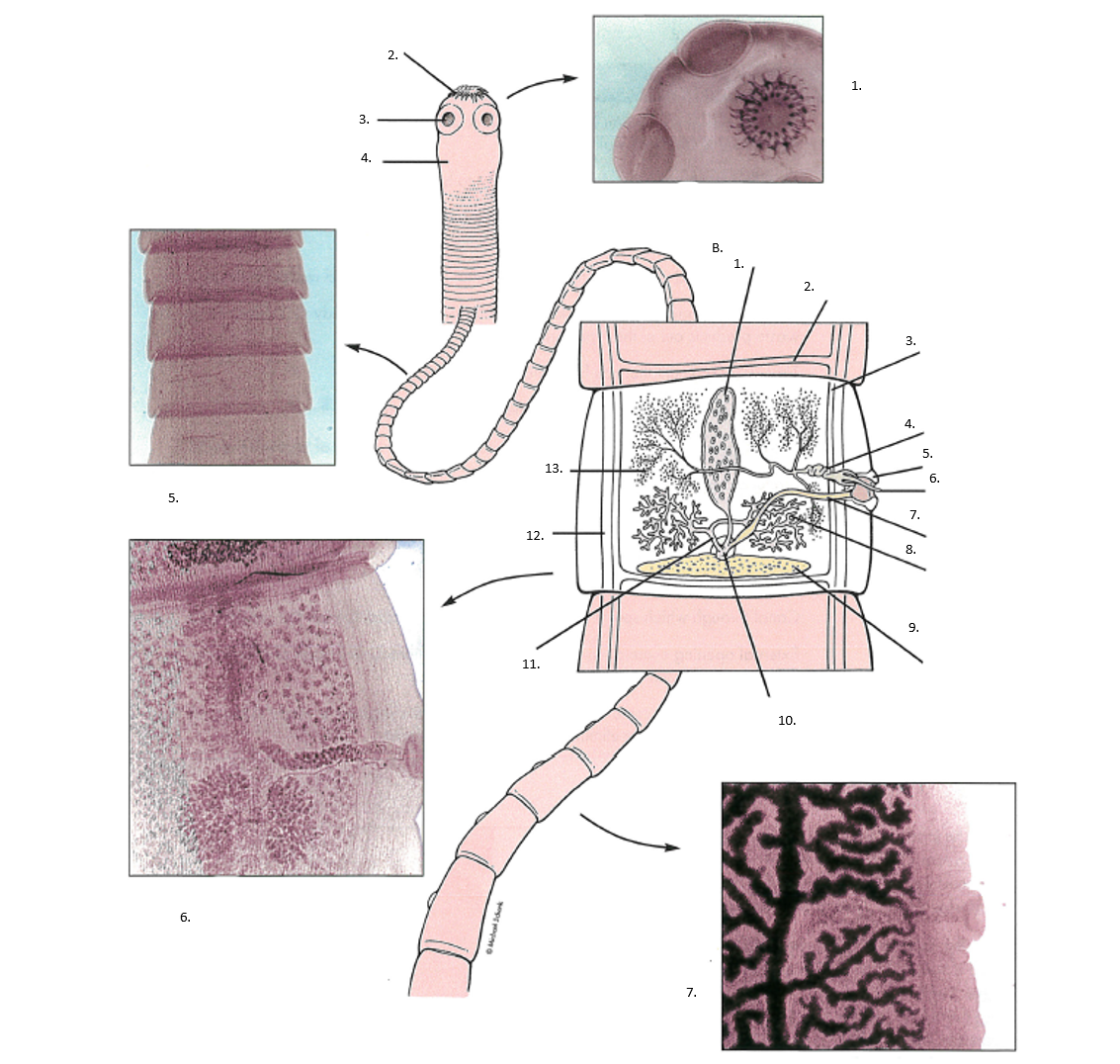 <p>Phylum, Class, Genus, Name</p>