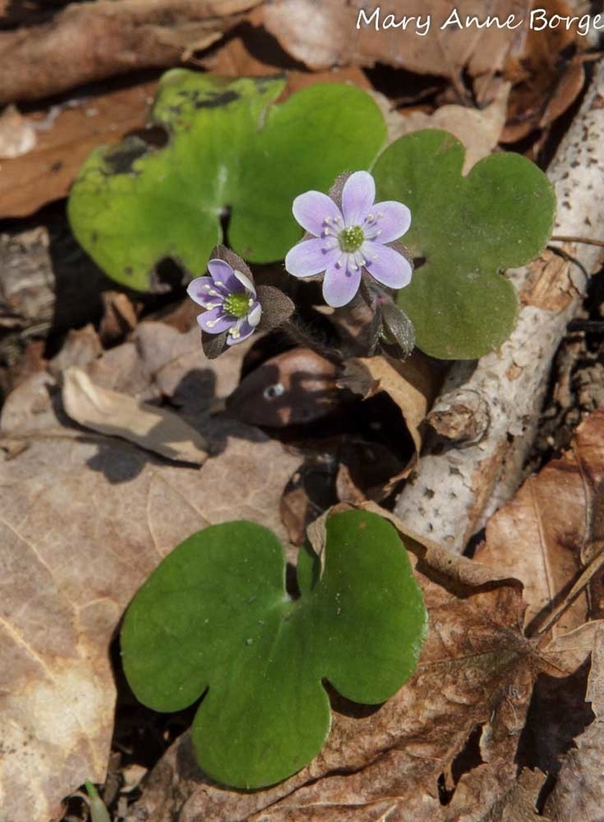 <p>Anemone americana</p>