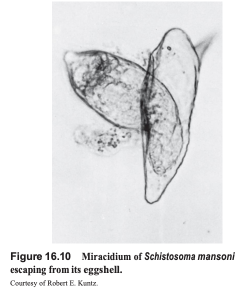 <p>Schistosoma mansoni, miracidia, wm. (Phylum Platyhelminthes, Subphylum Neodermata, Class Trematoda, Subclass Digenea, Family Schistosomatidae). Eggs exiting the human host and entering the water are fully embryonated and ready to hatch. Once they encounter the appropriate snail host, miracidia burrow across the epithelium and develop into a mother sporocysts stage. </p>