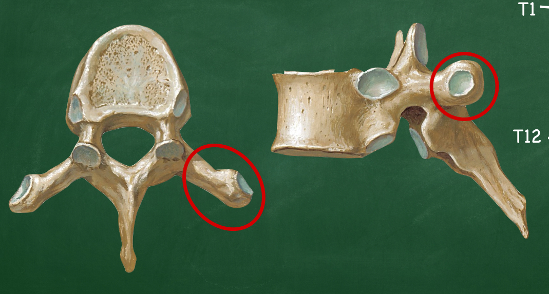 <p>Which vertebral processes project laterally?</p>