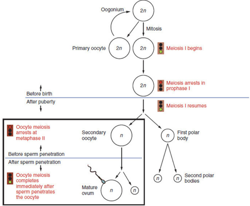 <p>Oogenesis</p>