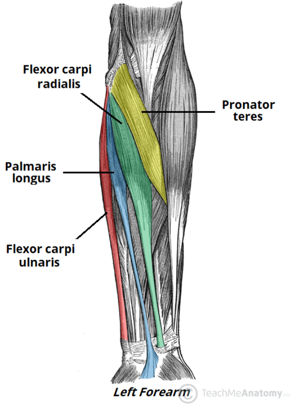 <p>pronator teres</p>