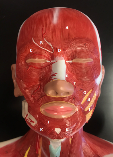 <p><span>Identify the muscle labeled "</span><strong>C</strong><span>"</span></p>