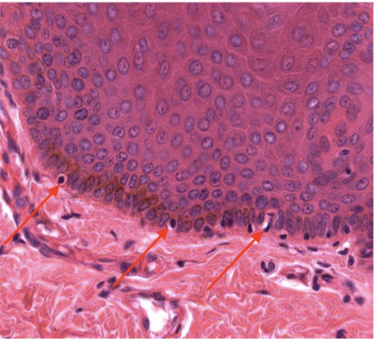 <p>Identify the cells</p>