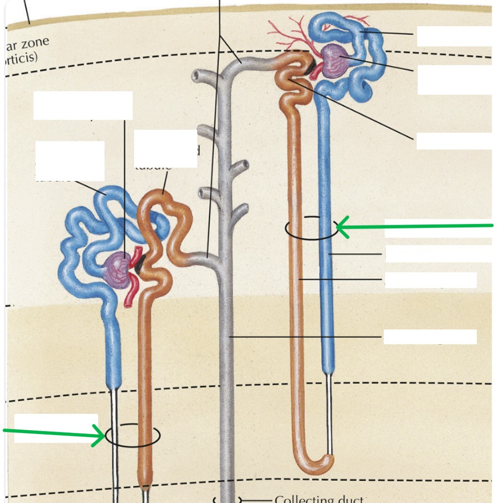 <p>Which part of the nephron:</p><ul><li><p>Made up of ascending &amp; descending limbs</p></li><li><p>Between PCT &amp; DCT</p></li></ul><p></p>