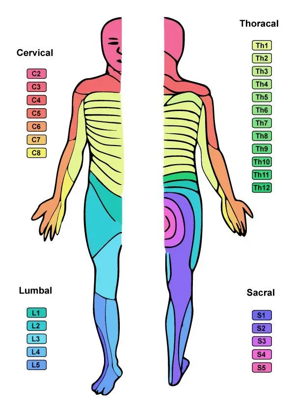 <p>In C5–C6 exit foraminal stenosis, which spinal nerve is affected and what symptom pattern would you expect?</p>
