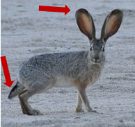 <p>Common Name: Black-tailed jackrabbit</p><p>*Must know skull</p>
