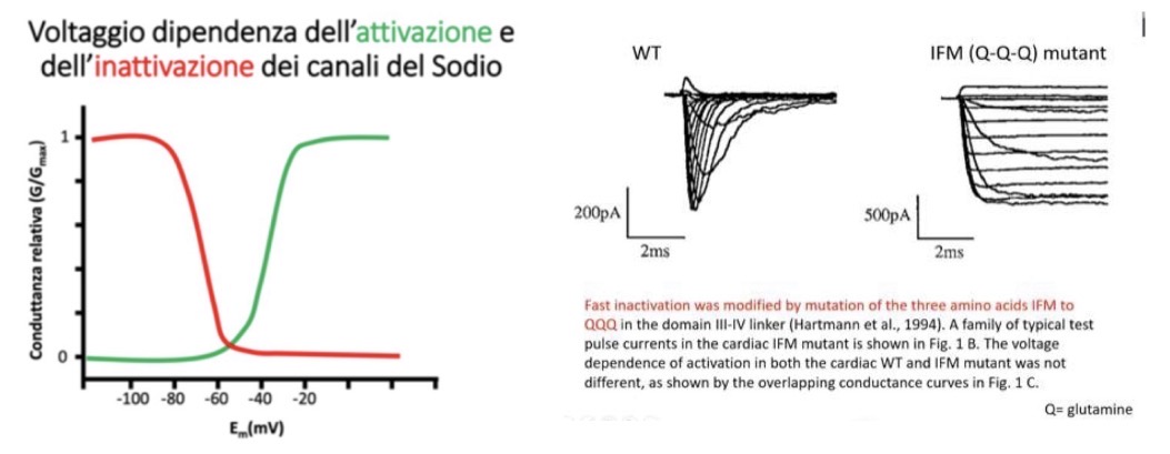 <p>Il meccanismo di gating (apertura/chiusura) del canale del sodio è duplice, controllato da due zone distinte ma entrambe sensibili al voltaggio.</p><p>1. <strong>Attivazione (Porta di apertura - m):</strong> Il cambiamento conformazionale del segmento S4 (che si sposta verso l'esterno in risposta alla depolarizzazione) rende il poro accessibile al sodio.</p><p>2. <strong>Inattivazione:</strong> È regolata da una regione intracellulare situata tra il <strong>dominio D3 e D4</strong>. Contiene 3 aminoacidi idrofobici (<strong>IFM</strong>) che, al variare del voltaggio, si muovono verso la parte interna del canale ostruendolo. <span>Porta di inattivazione (dominio IFM) è più lenta.</span></p><p><span><span>• Il meccanismo di gating fa sì che esista una finestra temporale ristretta in cui il canale è accessibile detta finestra di accessibilità (incrocio delle curve). Questo significa che il meccanismo di inattivazione non influenza il processo opposto (meccanismi indipendenti).</span></span></p><p><span><span>• Uscita dallo stato inattivato: Dipende da </span><strong><span>tempo e voltaggio</span></strong><span>. Se il potenziale di membrana rimane a valori positivi, il canale rimane inattivato. Se invece torna al potenziale di riposo per un tempo sufficiente, transita di nuovo a "chiuso" (pronto ad aprirsi). Stadi: chiuso, aperto, inattivato.</span></span></p><p>• <strong>Prova sperimentale (Mutante QQQ):</strong> Sostituendo la sequenza IFM con tre molecole di glutammina (QQQ), il canale mutante si attiva ma non si inattiva più, mantenendo una corrente sostenuta nel tempo.</p><p>• <strong>Analisi dei grafici:</strong> Un tracciato con un picco rapido che poi declina (profilo multifasico) indica la presenza di un <strong>doppio meccanismo</strong> (attivazione + inattivazione). Un tracciato a gradino (sostenuto) indica un <strong>semplice meccanismo di apertura</strong> senza inattivazione.</p>