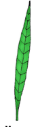 <p>what type of blade shape is shown here?</p>