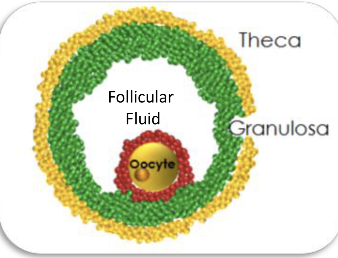 <p>Oocyte - all follicles have one</p><p>-Oogenesis - development of oocyte</p><p>Theca cells: produce T that goes into granulosa</p><p>Granulosa cells: makes E2 from T</p><p>-Cumulus surrounds oocyte </p><p>-Mural surrounds other</p><p>Follicular fluid</p><p>-Nutrients</p><p>-Cell communication</p>
