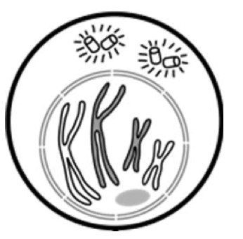 <p>What stage of meiosis is this?</p>